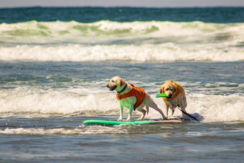 Dogs Surfing