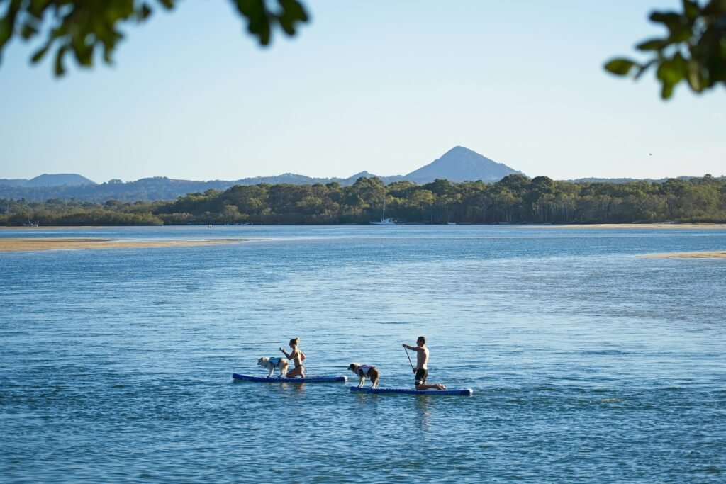 Dogs Surfing